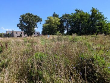 La tonte différenciée, une approche favorable à la biodiversité